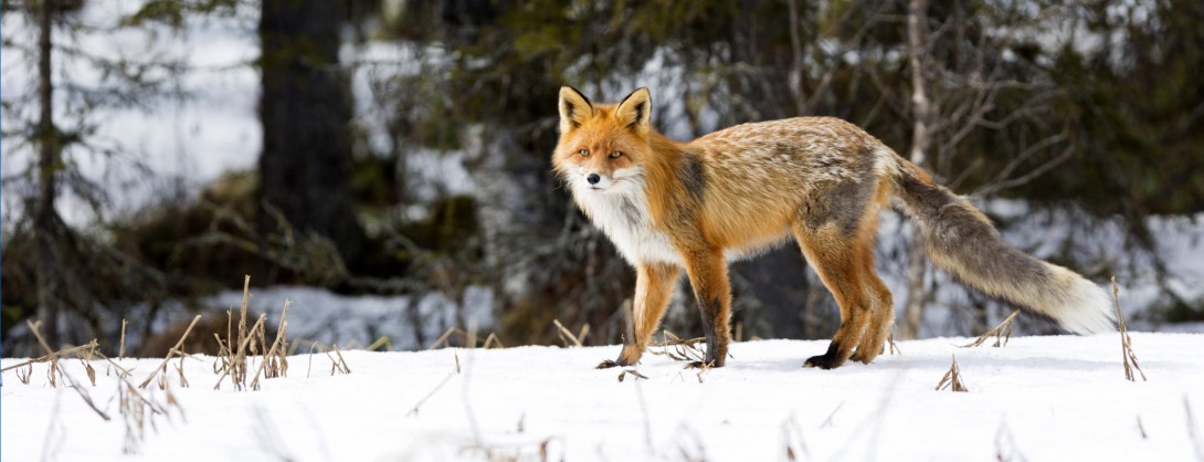 Red fox, Vulpecula, in winter time